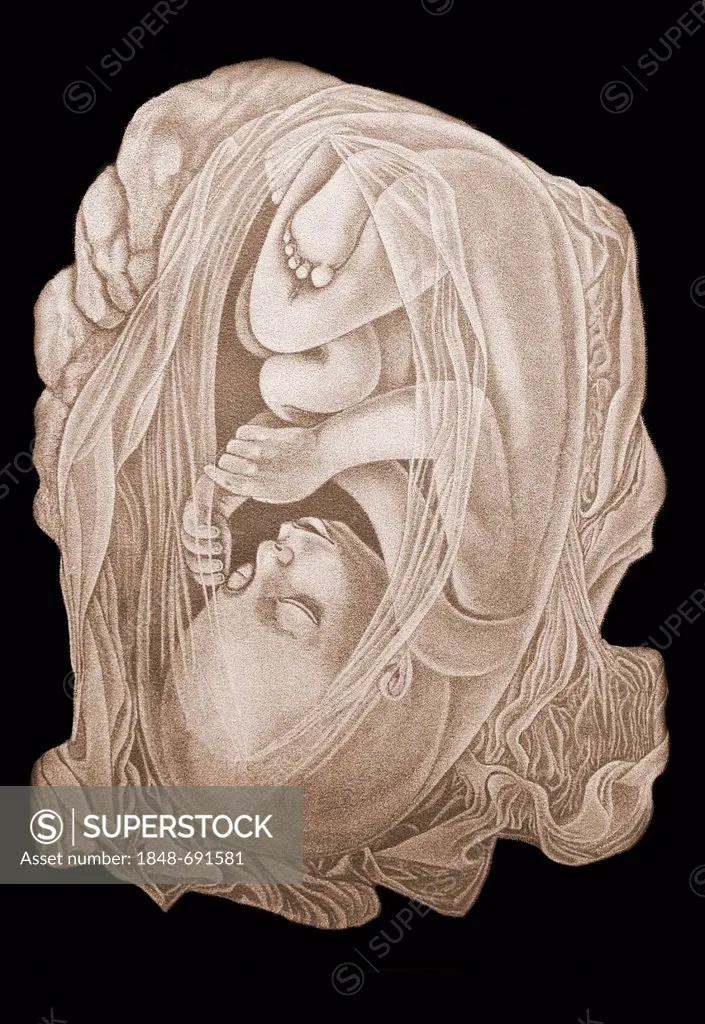 Embryo, anatomical illustration