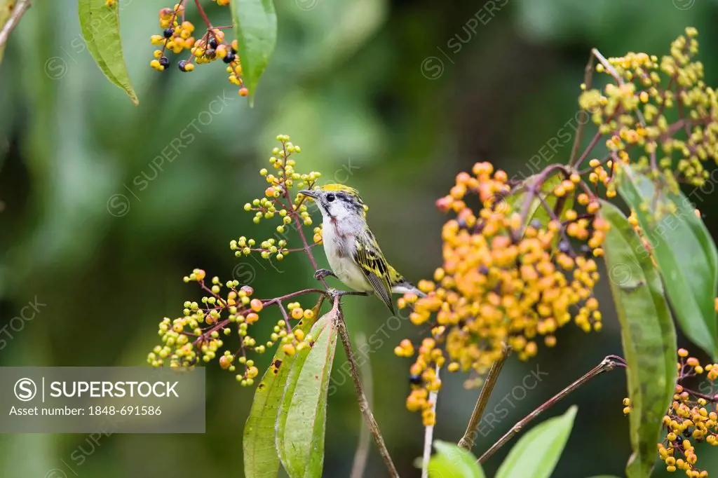 Chestnut-sided Warbler (Dendroica pensylvanica) perched on a twig in a lowland rainforest, Braulio Carrillo National Park, Costa Rica, Central America