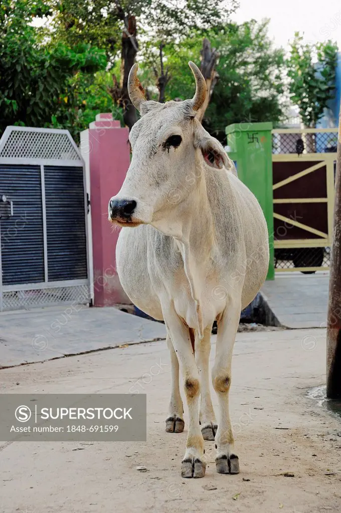 Zebu cattle (Bos primigenius indicus), in the street, holy cow, Bharatpur, Rajasthan, India, Asia, PublicGround