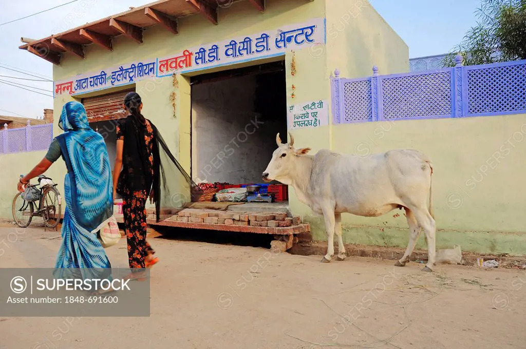 Zebu cattle (Bos primigenius indicus), in front of a shop, holy cow, Bharatpur, Rajasthan, India, Asia, PublicGround