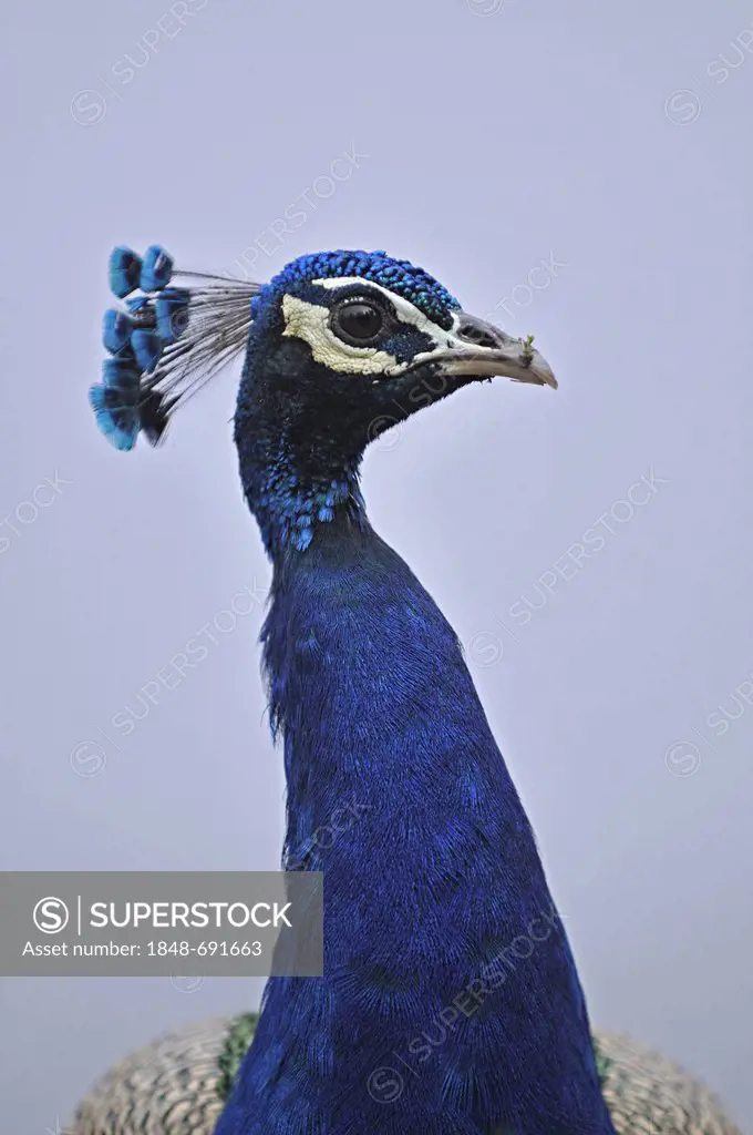 Indian Peafowl, Common Peafowl or Blue Peafowl (Pavo cristatus), portrait