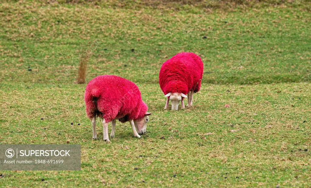 Sheep dyed red for promotional purposes, eye catcher at the roadside, Sheep World Farm and Nature Park, Highway 1, Warkworth, North Island, New Zealan...