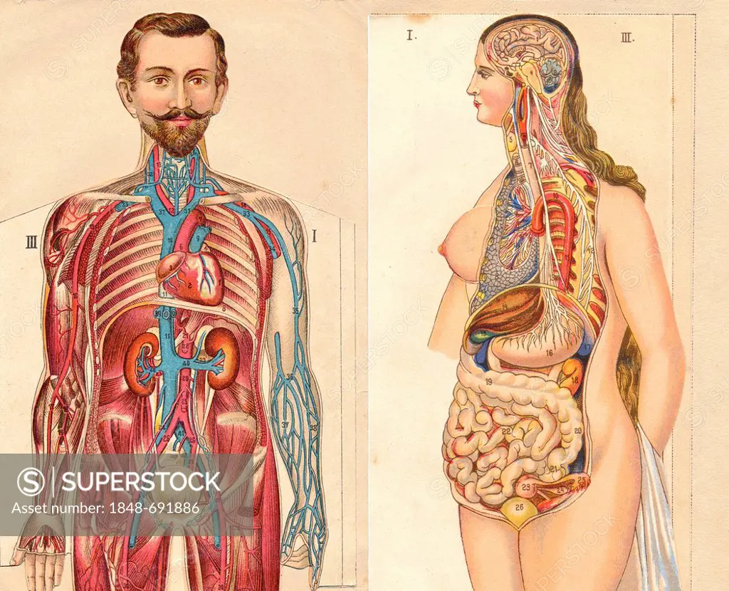 Collapsible anatomical, medical illustrations of a male and a female figure, Rudolph'sche Verlagsbuchhandlung, Dresden, Germany, about 1930