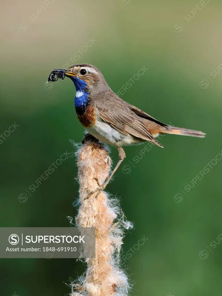 White-spotted Bluethroat (Luscinia svecica cyanecula), perched on Bulrush (Typha spec) with food in its beak, Donauauen, Bavaria, Germany, Europe