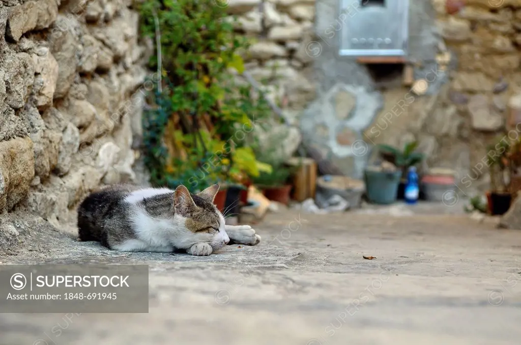 Sleeping cat, Civitella del Tronto, Abruzzo region, Italy, Europe