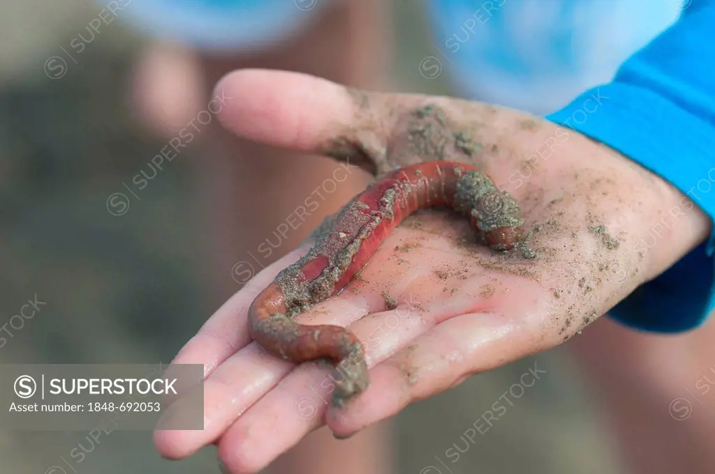 Young angler holding a sandworm (Arenicola marina) in her hand, on the beach, Atlantic Ocean, Finistere, Brittany, France, Europe, PublicGround