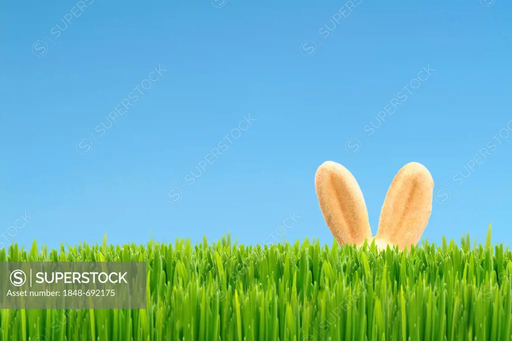 Easter bunny, hiding, Easter decoration, green grass, blue sky