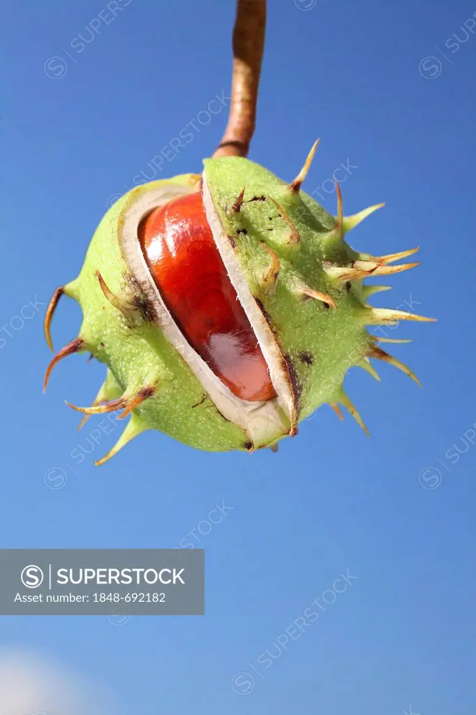 Horse Chestnut (Aesculus hippocastanum), split fruit capsule