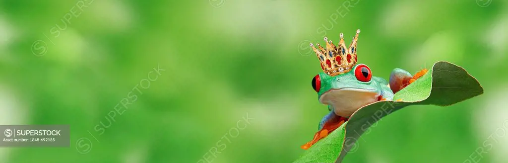 Frog wearing a golden crown sitting on a leaf, illustration