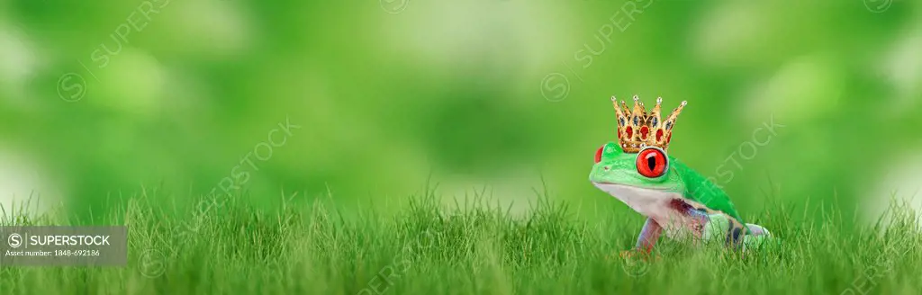 Frog wearing a golden crown sitting on the grass, illustration