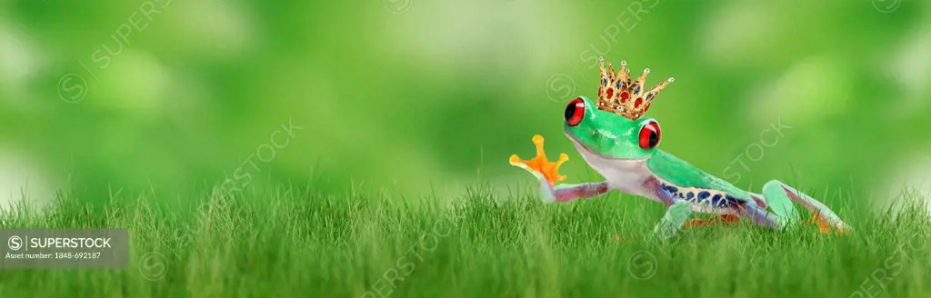 Frog wearing a golden crown sitting on the grass, waving, illustration