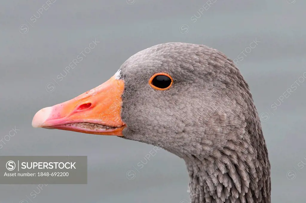 Greylag or Graylag Goose (Anser anser), adult bird, portrait, London, England, United Kingdom, Europe