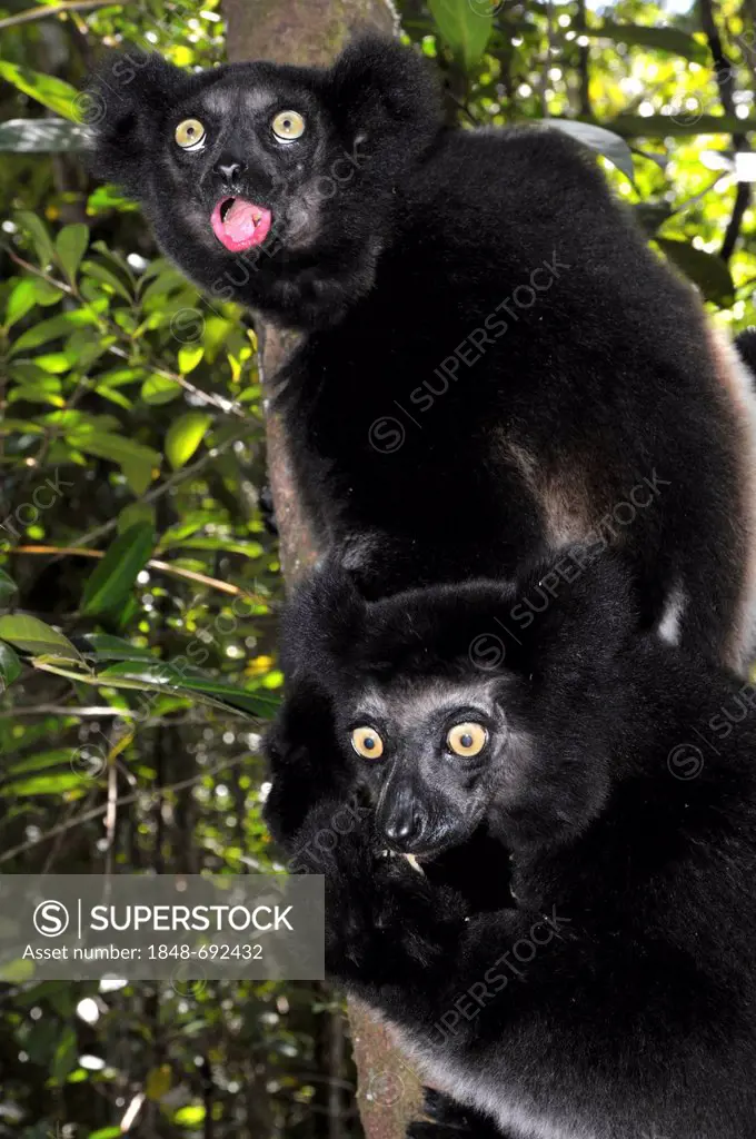 Two indri (Indri indri) calling in the morning in the rain forests of Andasibe in the eastern highlands of Madagascar, Africa, Indian Ocean