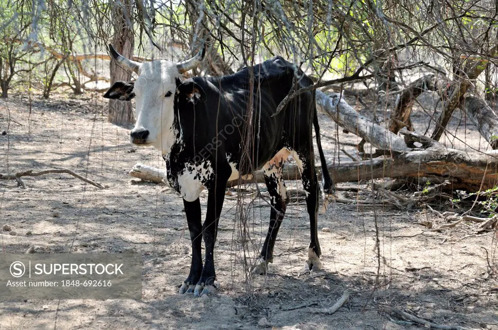Gaunt cattle in the dry Chaco forest, Puesto La Guascha, Gran Chaco, Salta, Argentina, South America