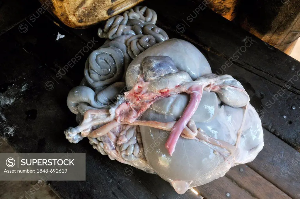 Innards of a freshly slaughtered goat on a wooden table, Puesto La Guascha, Gran Chaco, Salta, Argentina, South America