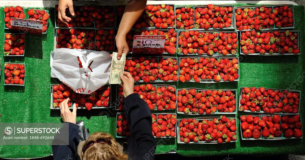 Organic strawberries, fruit sales at Farmers Market, Crocker Galleria, Financial District, San Francisco, California, United States of America, USA
