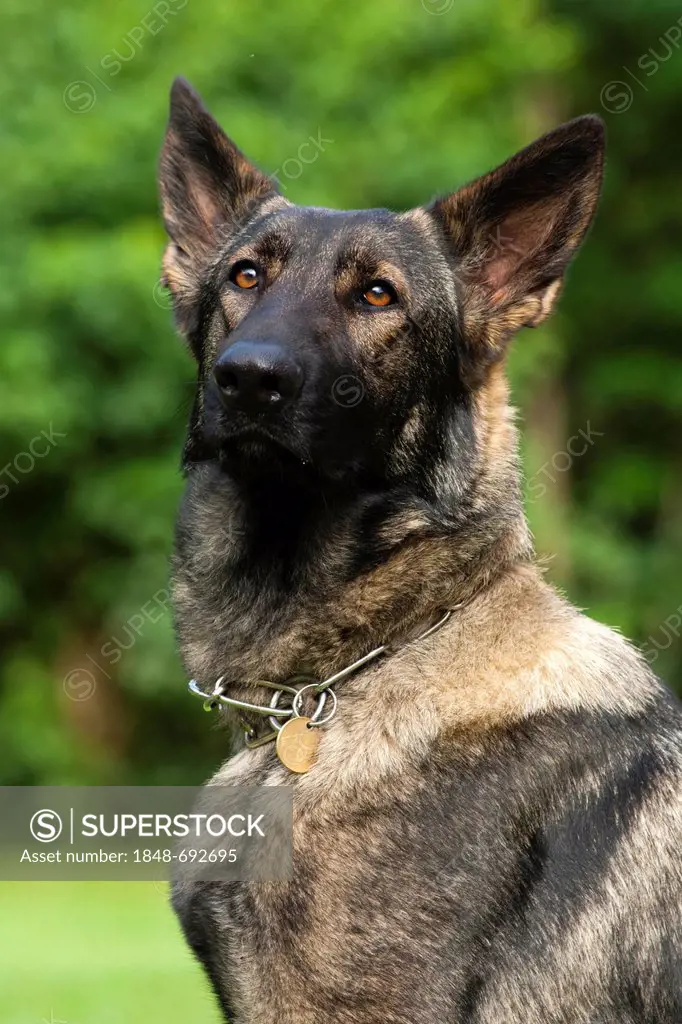 German shepherd dog, portrait