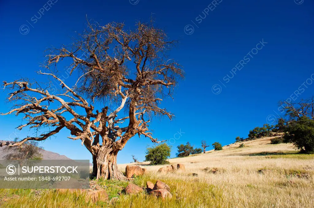 Dead Argan (Argania spinosa) tree, Anti-Atlas Mountains, southern Morocco, Morocco, Africa