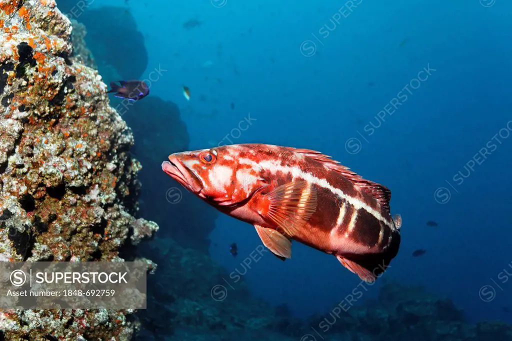 Blacktail Comber (Serranus atricauda), rocky reef, Madeira, Portugal, Europe, Atlantic Ocean
