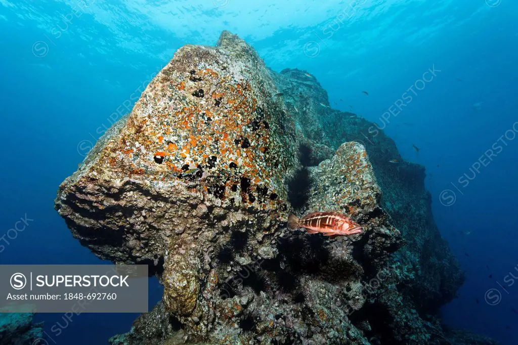 Rocky reef, Blacktail Comber (Serranus atricauda), Madeira, Portugal, Europe, Atlantic Ocean
