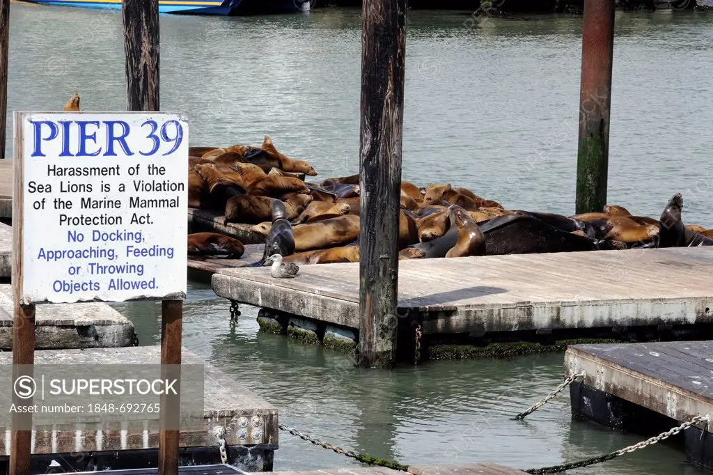 California Sea Lions (Zalophus californianus), Pier 39, Fisherman's Wharf, San Francisco, California, USA