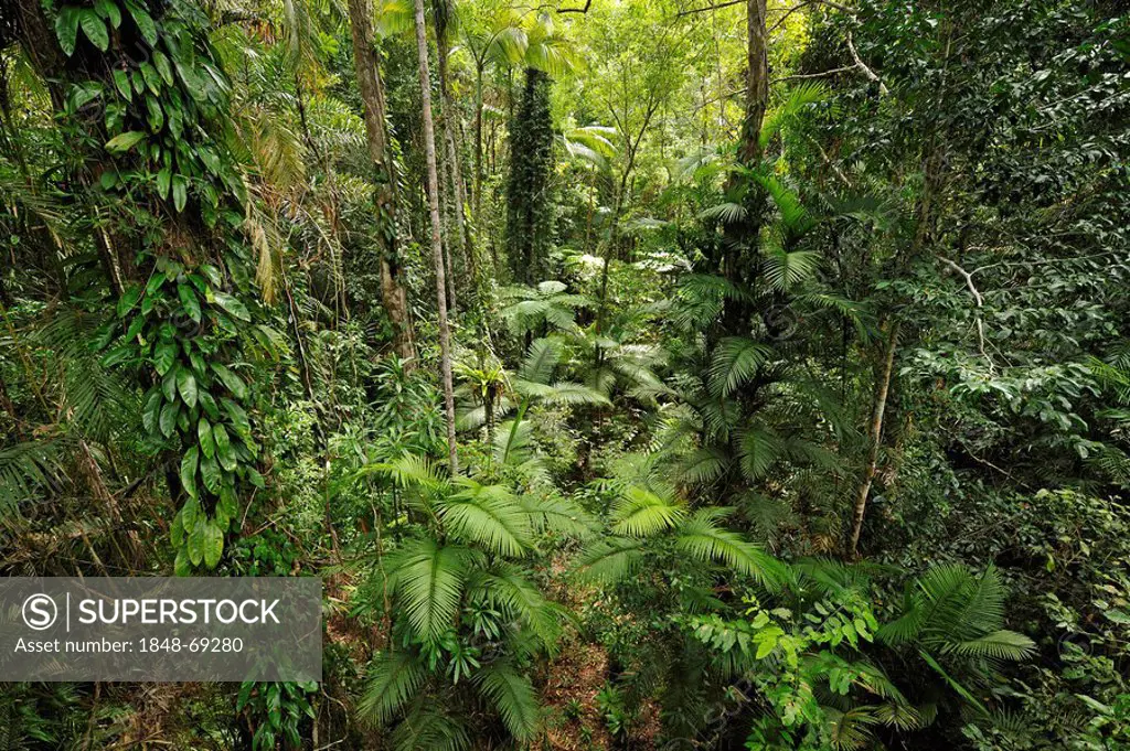 Rain forest, Daintree National Park, Queensland, Australia