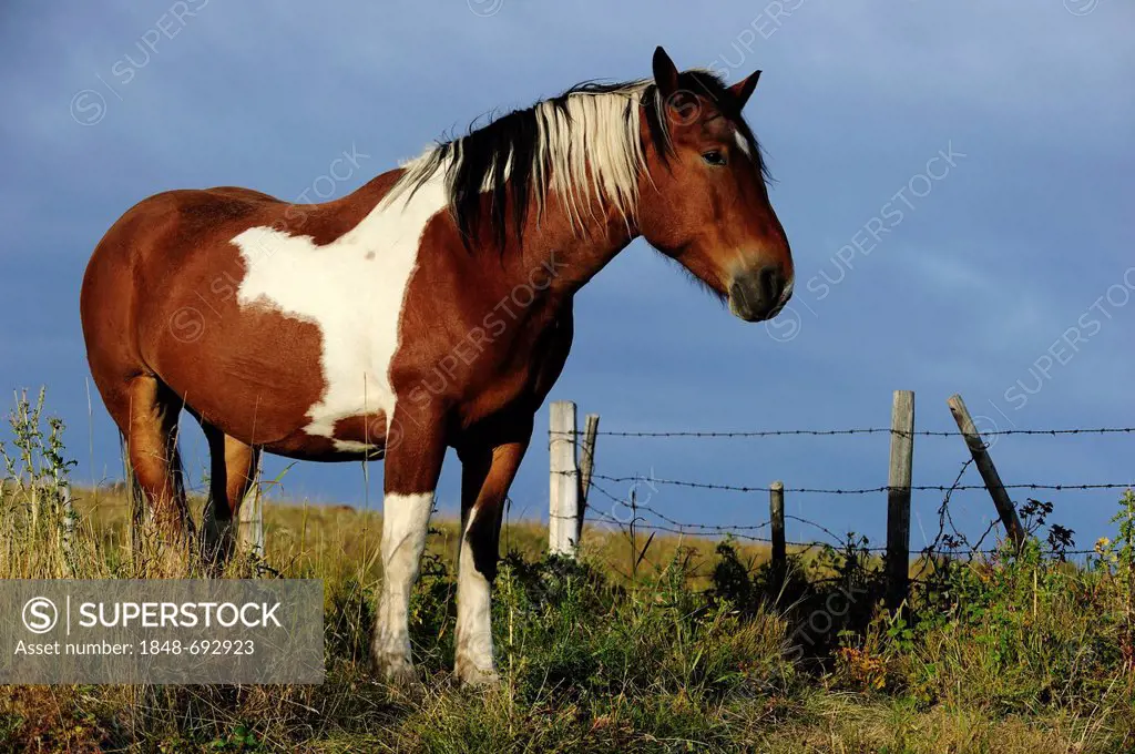 Horse, mustang, standing on the prairie, Saskatchewan, Canada