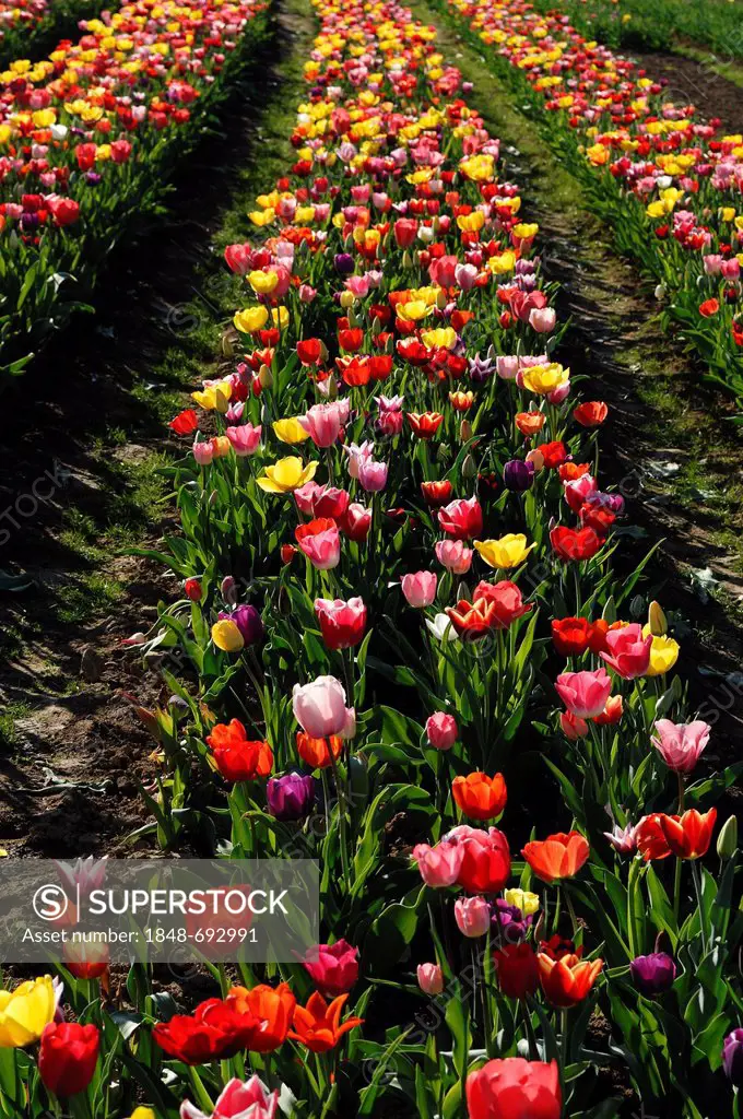 Tulips (Tulipa) for self-picking, Endingen, Baden-Wuerttemberg, Germany, Europe