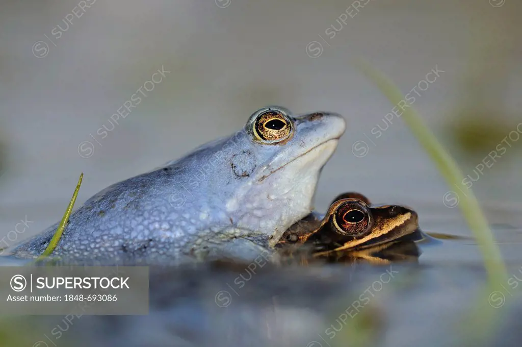 Moor Frogs (Rana arvalis) during mating, the Middle Elbe Biosphere Reserve, Dessau, Germany, Europe