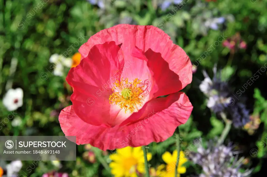 Pink or salmon-coloured flower of a Corn Poppy Hybrid (Papaver rhoeas L. hybrids), Schwaebisch Gmuend, Baden-Wuerttemberg, Germany, Europe