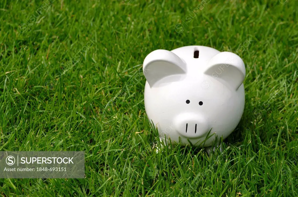 White piggy bank on grass