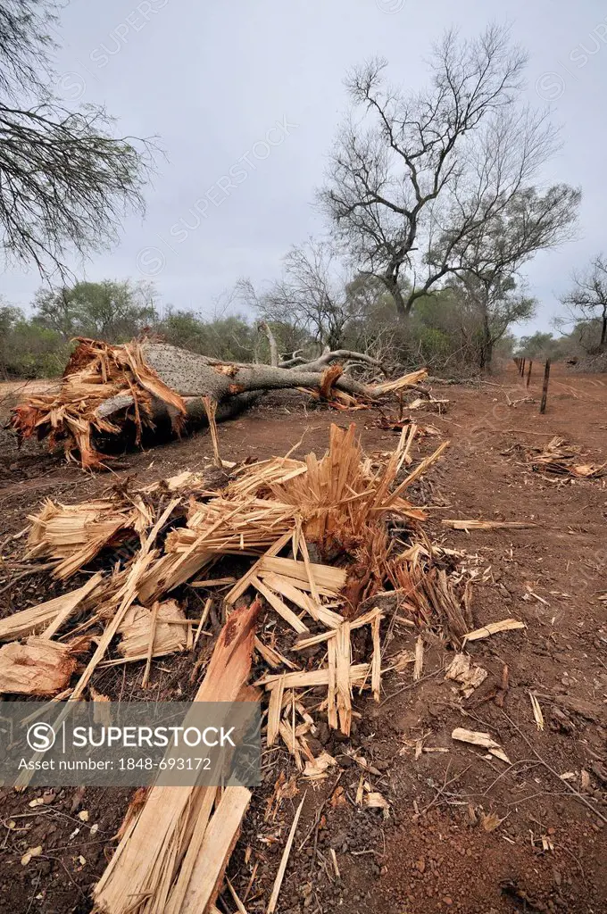 Felled Bottle Tree (Palo Borracho or Chorisia insignis), corridors cut for roads and power lines are at the forefront of forest destruction, Gran Chac...