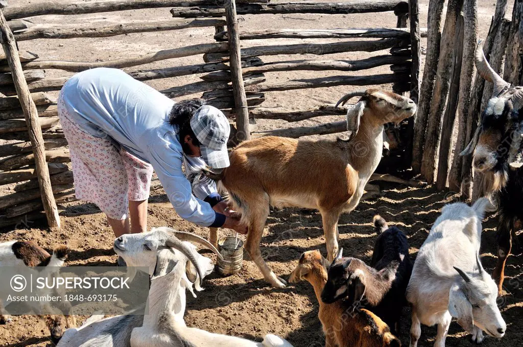 Farmwoman, 49, milking a goat, Puesto La Guascha, Gran Chaco, Salta, Argentina, South America