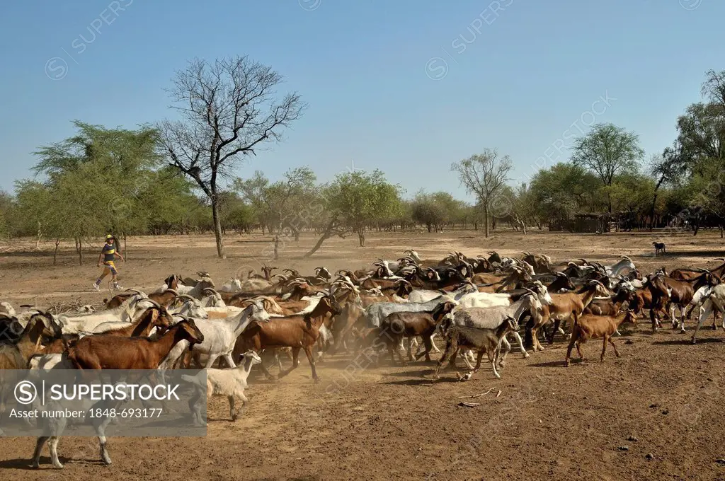Herd of goats and sheep from a small farming family, Puesto La Guascha, Gran Chaco, Salta, Argentina, South America