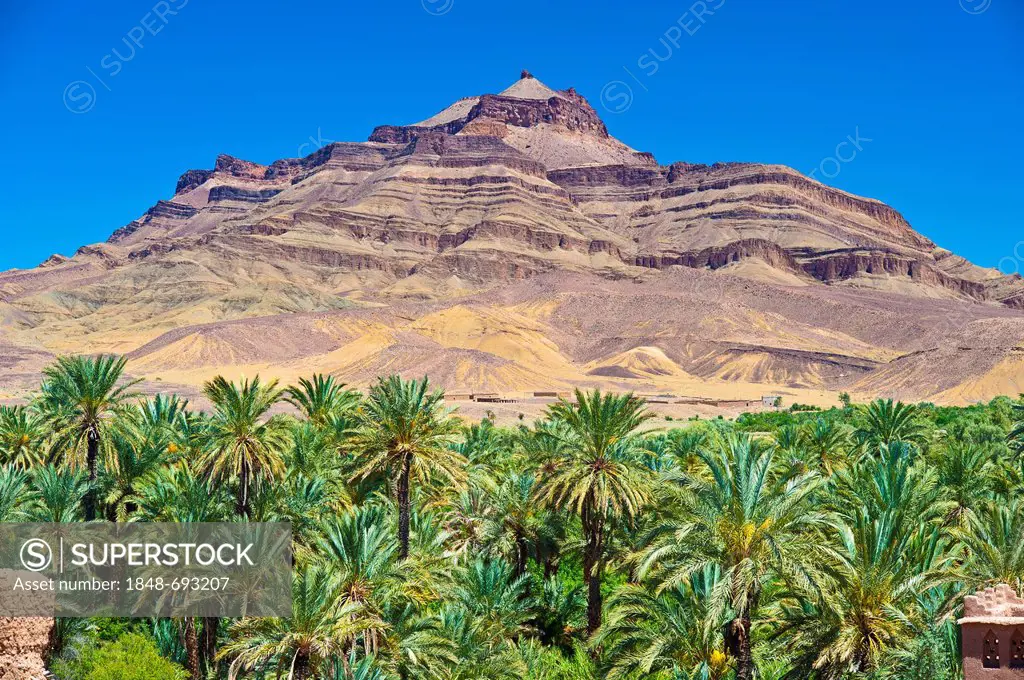 Date palm trees (Phoenix) in a palm grove in front of the Djebel Kissane mountain, Draa-Valley, Southern Morocco, Morocco, Africa