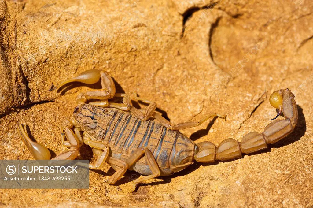 Field scorpion (Buthus occitanus) on a stone slab, Middle Atlas Mountains, Morocco, Africa