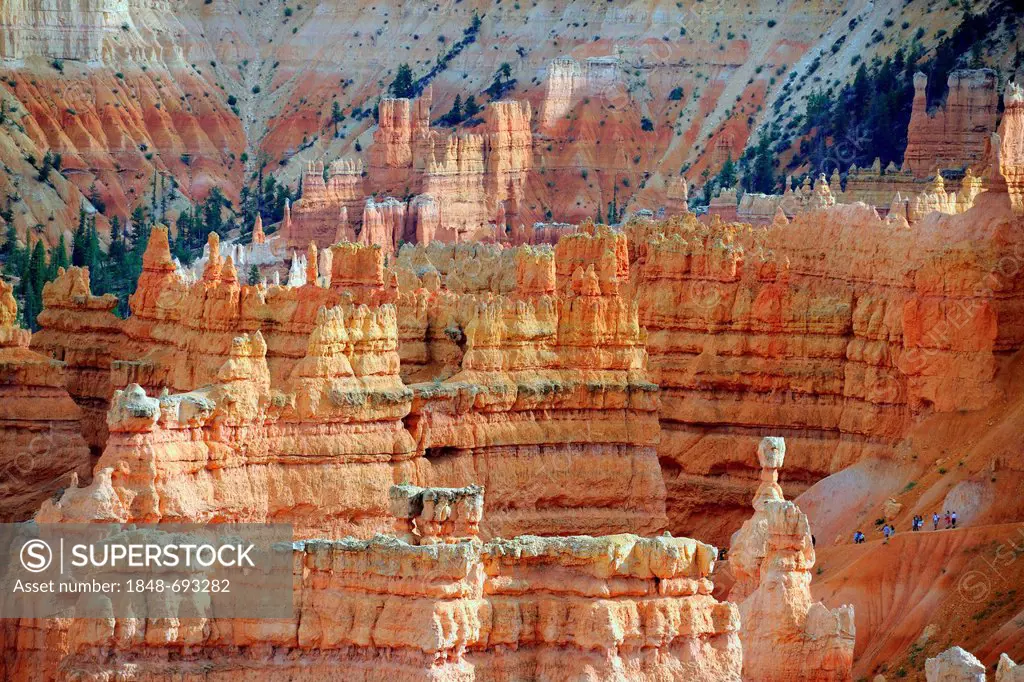 Rock formations and hoodoos in the evening light, Bryce Canyon National Park, Sunset Point, Utah, USA, America