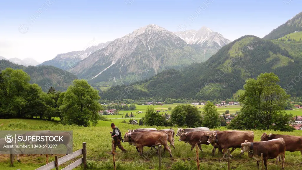 Herdsman on mountain pasture bringing home cattle herd, Bad Hindelang, Allgaeu, Bavaria, Germany, Europe