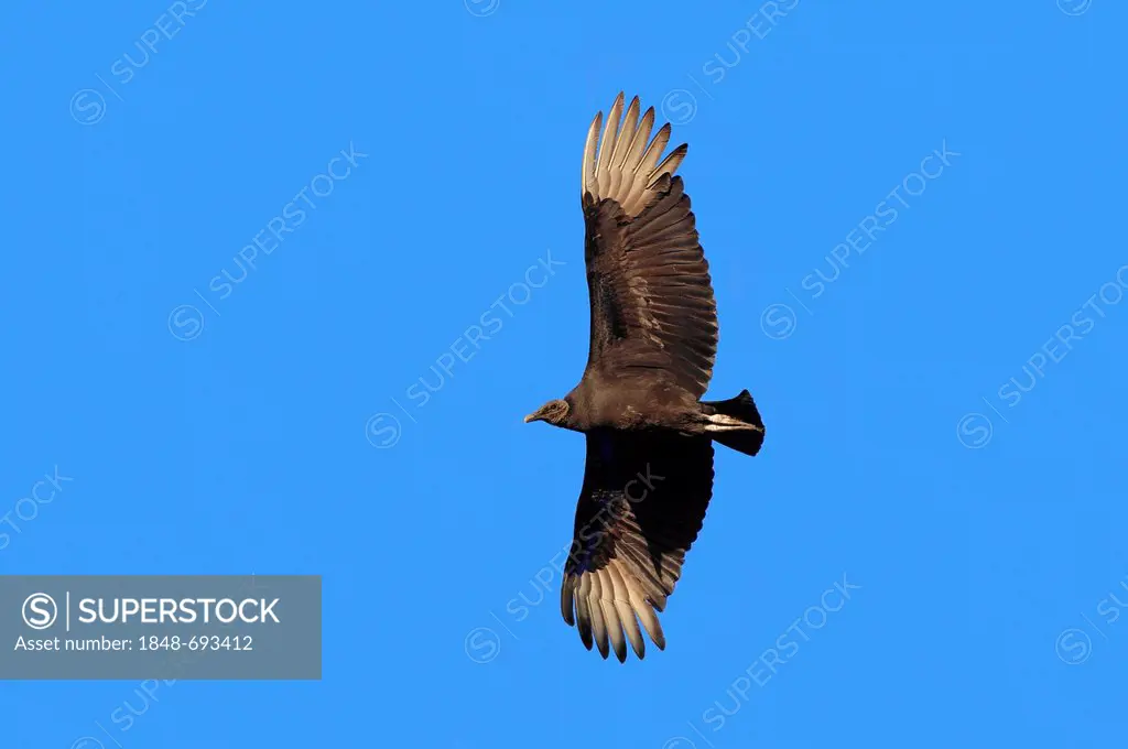 Black Vulture (Coragyps atratus) in flight, Myakka River State Park, Florida, USA