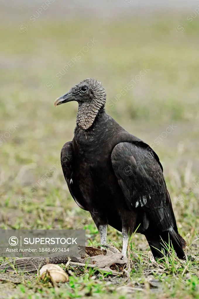 Black Vulture (Coragyps atratus) with a dead fish, Myakka River State Park, Florida, USA