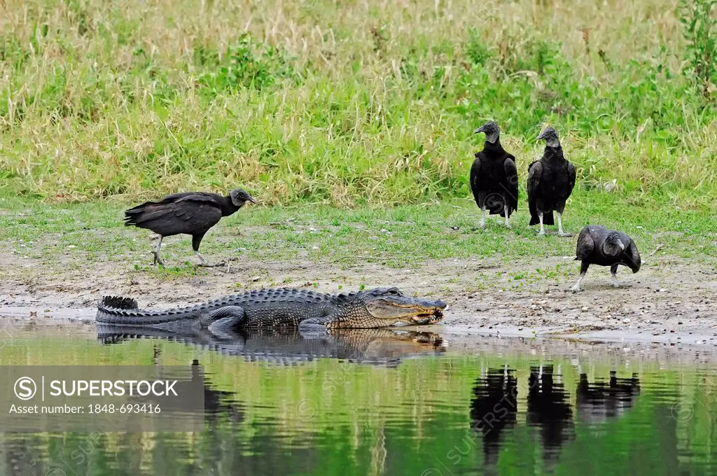 American Alligator Alligator or Pike-headed Alligator (Alligator mississippiensis) and Black Vultures (Coragyps atratus), Myakka River State Park, Flo...