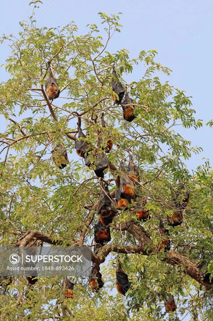 Indian Flying Fox (Pteropus giganteus), sleeping in tree, Rajasthan, India, Asia
