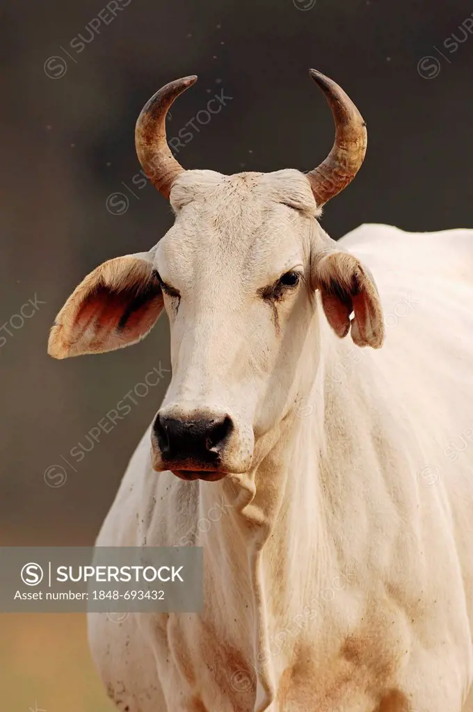 Zebu cattle (Bos primigenius indicus), Rajasthan, India, Asia