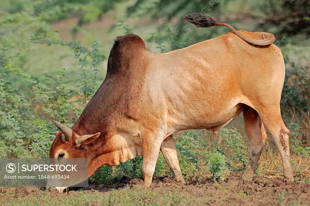 Zebu cattle (Bos primigenius indicus), grazing, Rajasthan, India, Asia