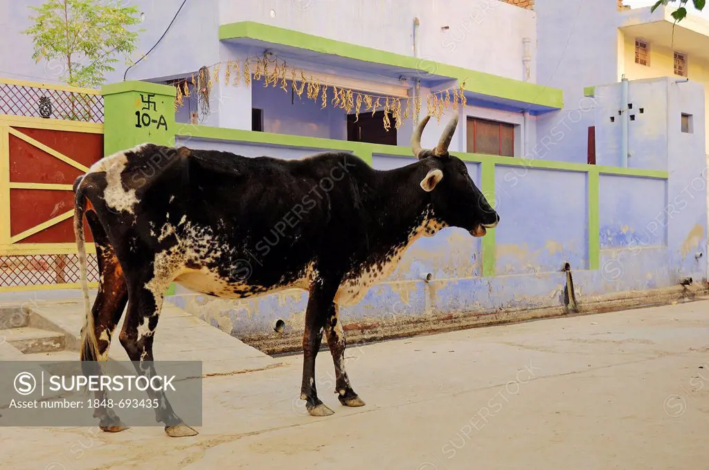 Zebu cattle (Bos primigenius indicus), on the road, holy cow, Bharatpur, Rajasthan, India, Asia, PublicGround