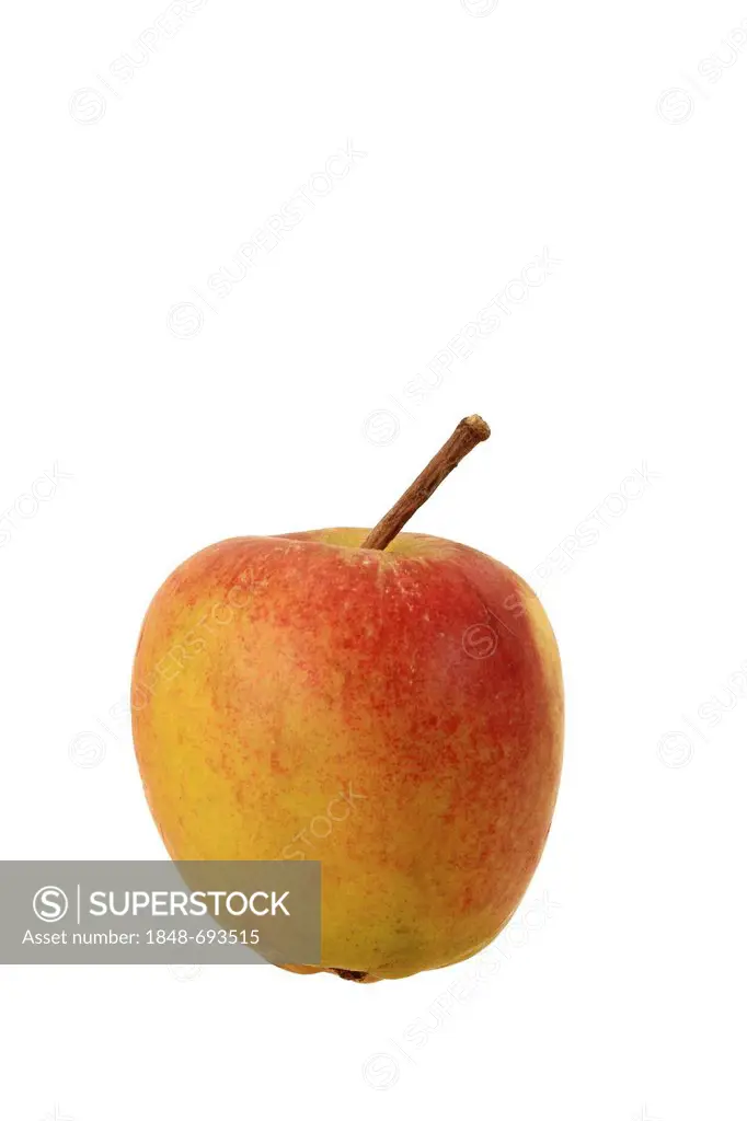 Apple (Malus domestica), Geheimrat Breuhahn variety