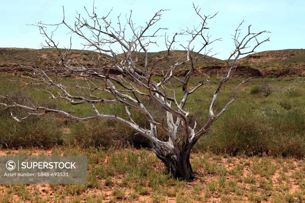 Dead tree in the landscape of the Cape Range National Park, Western Australia, Australia