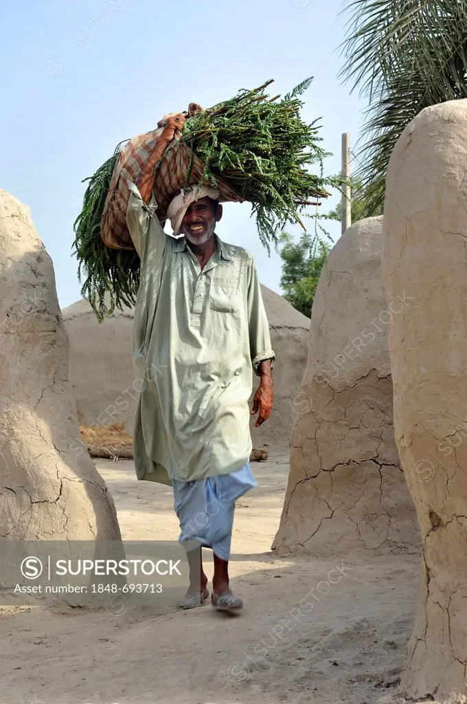 Farmer carrying grass and fodder tied together on his head, Basti Lehar Walla village, Punjab, Pakistan, Asia