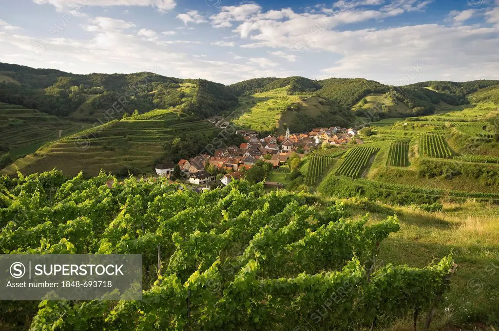 Vineyards near Schelingen, Kaiserstuhl range, Baden-Wuerttemberg, Germany, Europe