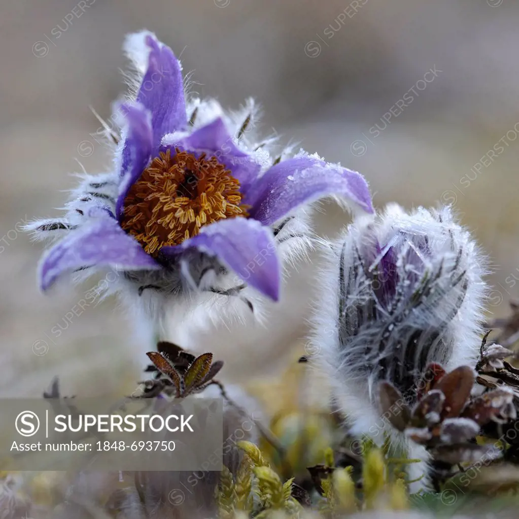 Pasque Flower (Pulsatilla vulgaris) covered in hoar frost, Swabian Mountains Biosphere Reserve, UNESCO World Heritage Site, Baden-Wuerttemberg, German...